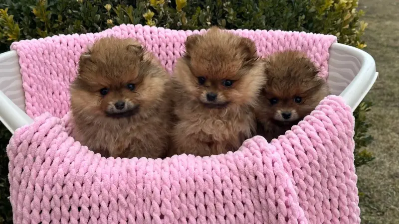 Померанский шпиц