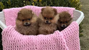 Померанский шпиц