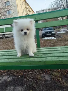 Щенки белого померанского шпица