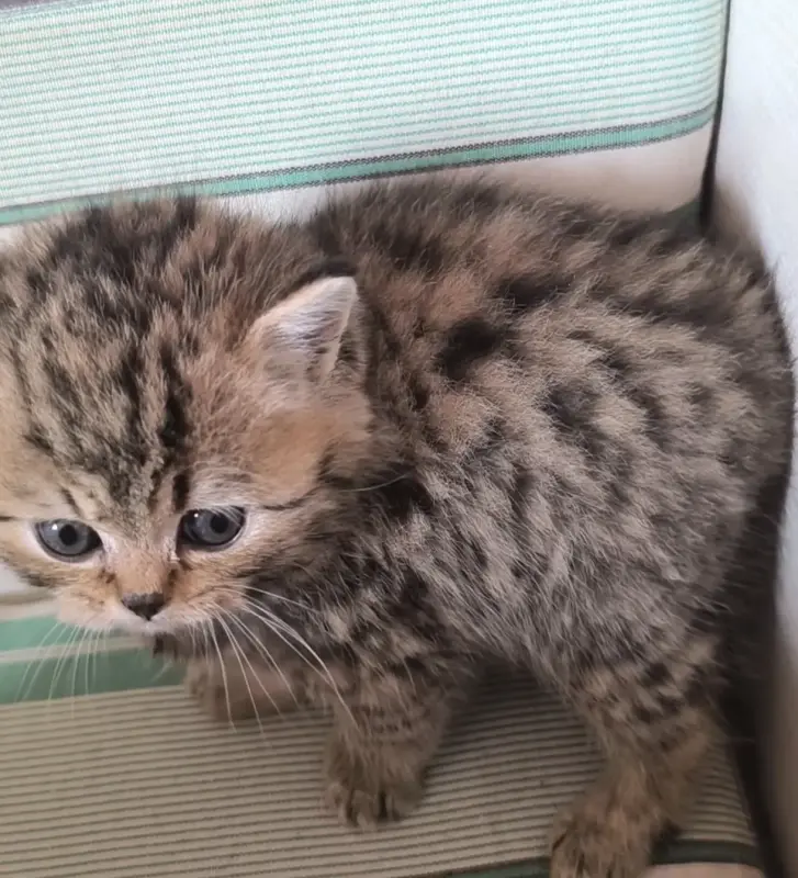 Кошки - Шотландские - Вся Беларусь - Фото 3 Шотландские - Вся Беларусь - 241806 - Доска объявлений Kupika.by - Фото 3