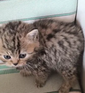 Шотландские