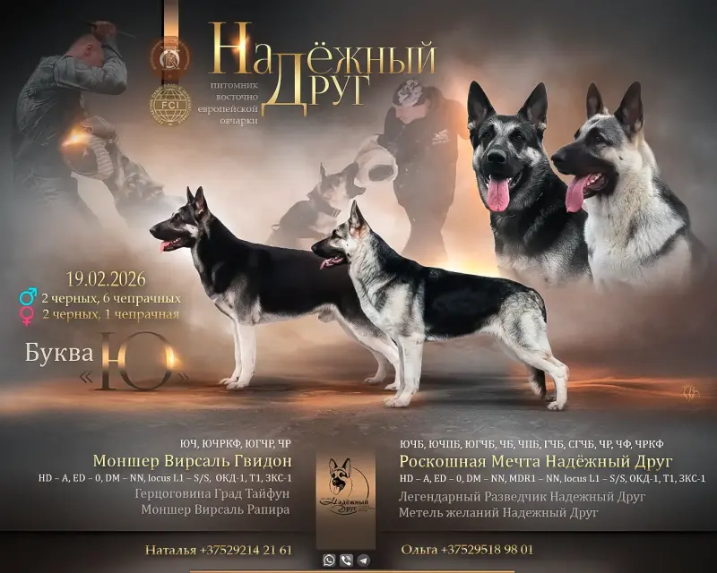 Щенки Восточно-европейской овчарки