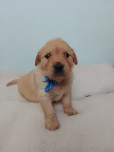 Мальчик золотистого ретривера