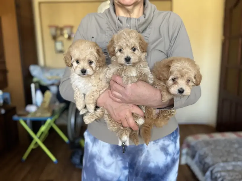 Щенки мальтипу ф1 доставка рб