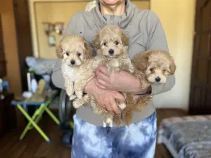 Щенки мальтипу ф1 доставка рб