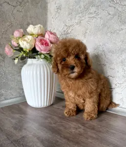 Девочки пуделя