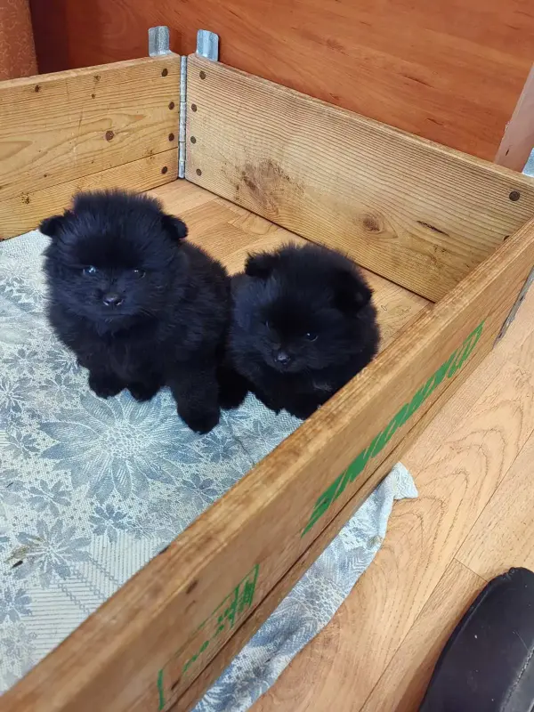 Мальчик померанского шпица - Вся Беларусь - 241140 - Доска объявлений Kupika.by - Фото 2