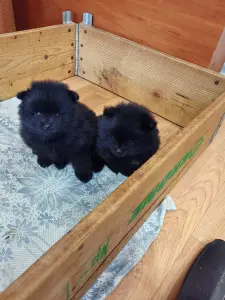 Мальчик померанского шпица