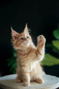 девочка мейн-кун