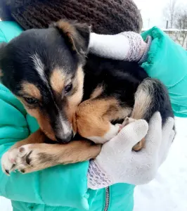 Щенки из сарая в дар, ищут дом! Срочно!
