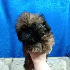 Ши-тцу - Вся Беларусь - 239910 - Доска объявлений Kupika.by - Фото 3