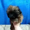 Ши-тцу - Брест - 239910 - Доска объявлений Kupika.by - Фото 3