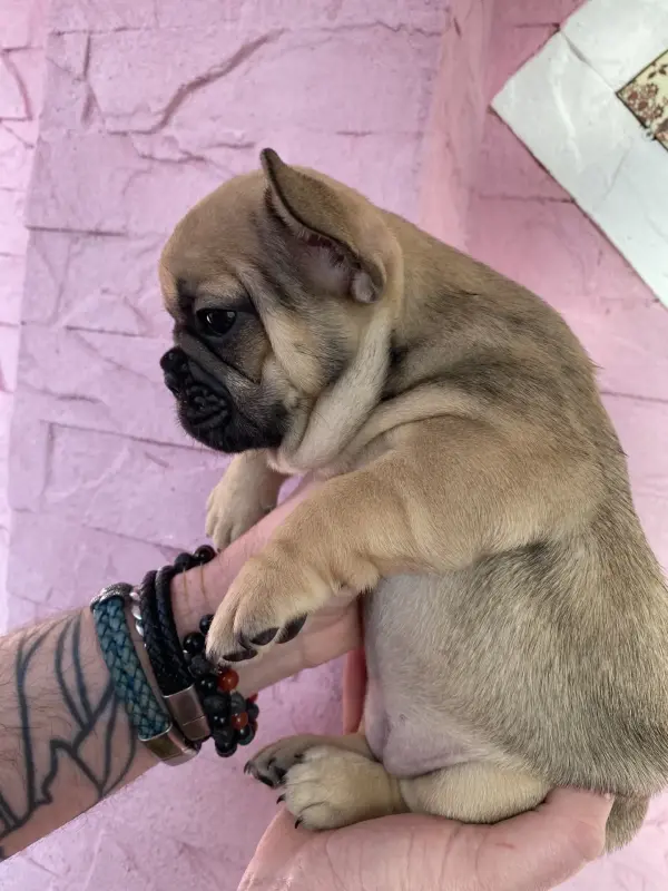 Срочно! Щенки французского бульдога - Вся Беларусь - 240832 - Доска объявлений Kupika.by - Фото 6