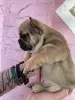 Срочно! Щенки французского бульдога - Вся Беларусь - 240832 - Доска объявлений Kupika.by - Фото 6