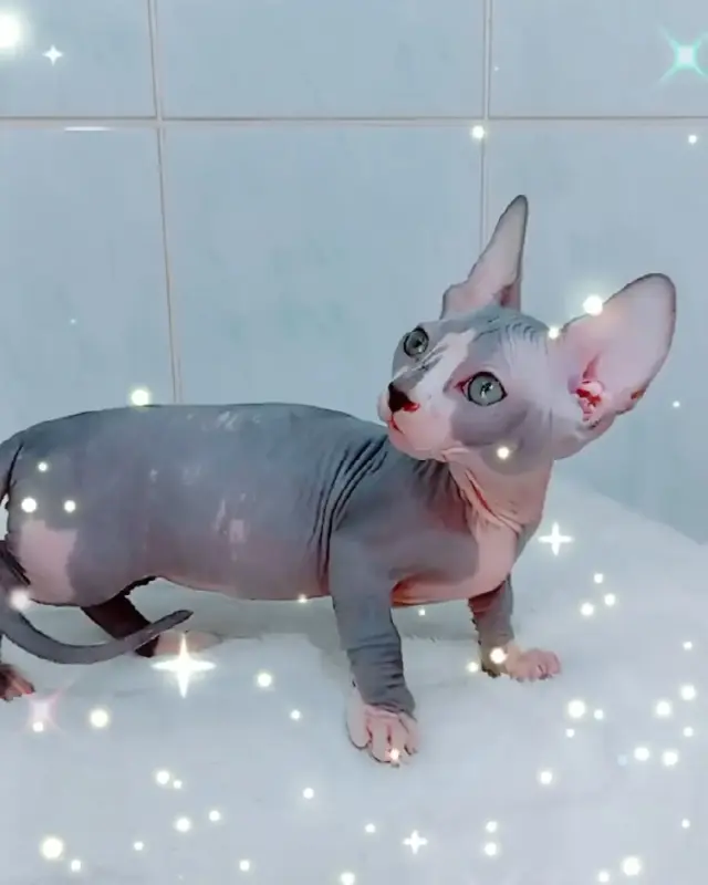 Кошки - Канадский сфинкс бамбино - Вся Беларусь Канадский сфинкс бамбино - Вся Беларусь - 238856 - Доска объявлений Kupika.by