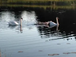Жилой кирпичный дом на берегу озера, Толочинский район, г. п. Коханово.