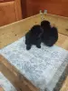 Мальчики черного померанского шпица - Вся Беларусь - 241245 - Доска объявлений Kupika.by - Фото 3