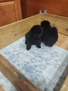 Мальчики черного померанского шпица