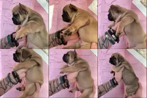 Срочно! Щенки французского бульдога