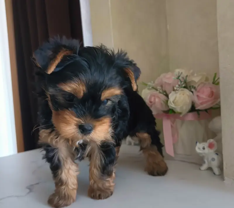 Йоркширский терьер, щенки