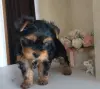Собаки - Йоркширский терьер, щенки - Вся Беларусь Йоркширский терьер, щенки - Вся Беларусь - 240791 - Доска объявлений Kupika.by