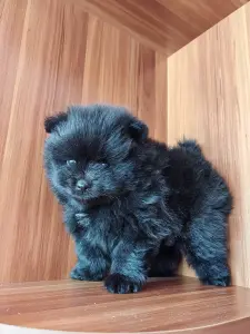 Померанский шпиц.