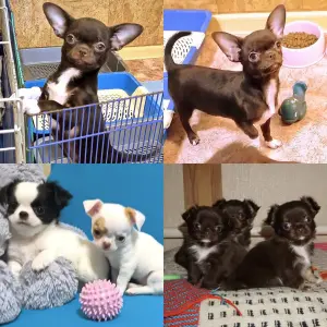 Чихуахуа шикарный мальчик и много разных щенков