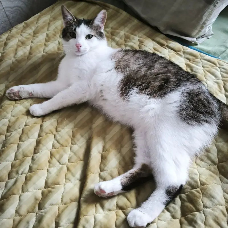 Кошки - Малыш Дизель (мальчик 7-8 месяцев) ищет дом - Вся Беларусь - Фото 3 Малыш Дизель (мальчик 7-8 месяцев) ищет дом - Вся Беларусь - 239459 - Доска объявлений Kupika.by - Фото 3