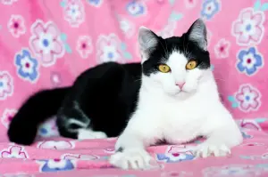 Рейна - чудесные глаза