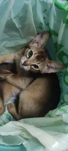 Абиссинские котята