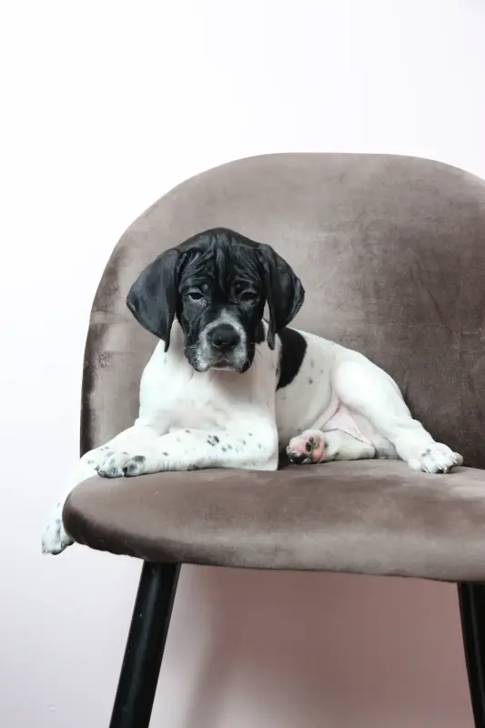 Щенки Английского пойнтера - Вся Беларусь - 239207 - Доска объявлений Kupika.by - Фото 2