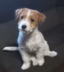 Щенки Джек рассел терьер