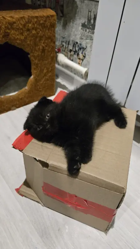 Шотландские котята - Вся Беларусь - 240816 - Доска объявлений Kupika.by - Фото 3