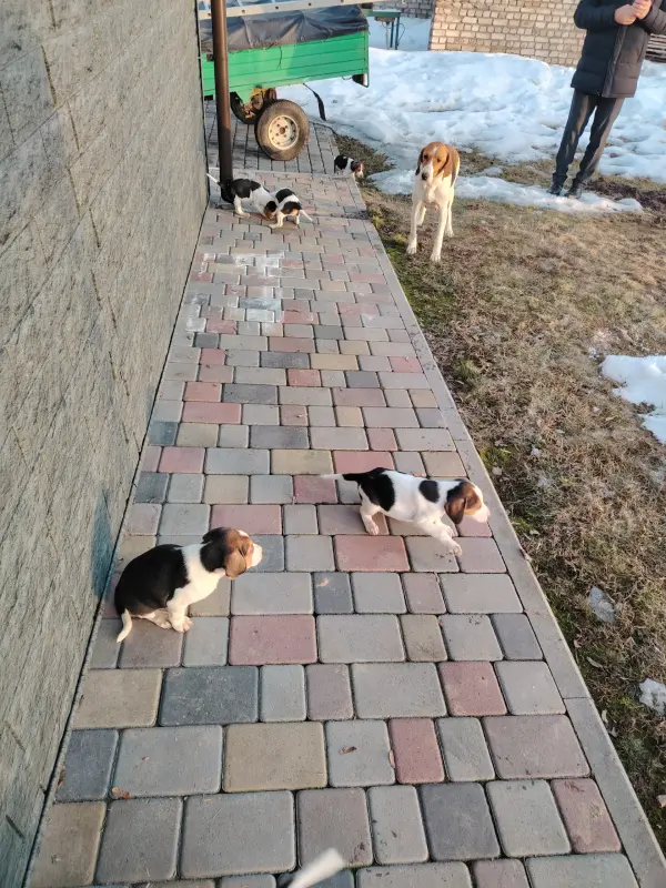 Щенки англо-русской гончей - Ружаны - 237712 - Доска объявлений Kupika.by - Фото 5