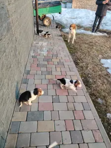 Щенки англо-русской гончей