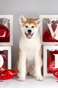 Прекрасная породная девочкаАкитаину