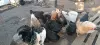 Продам куриное яйцо на инкубацию - Вся Беларусь - 240254 - Доска объявлений Kupika.by - Фото 2