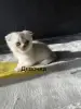 Шотландские котята - Вся Беларусь - 239778 - Доска объявлений Kupika.by