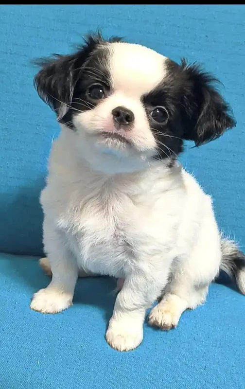 Шоколадная девочка и много других щенков - Вся Беларусь - 240850 - Доска объявлений Kupika.by - Фото 10