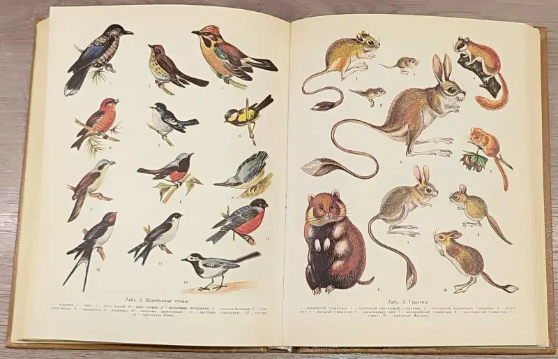 Александр Крапивный, Всеволод Радкевич, Нина Тихонова - Краткий зоологический словарь - Вся Беларусь - 241187 - Доска объявлений Kupika.by - Фото 9