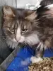 Кошка Маша! Ищет дом! Срочно! - Новоельня - 240439 - Доска объявлений Kupika.by
