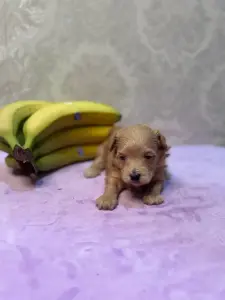 Щенки мальтипу кавпу доставка рб