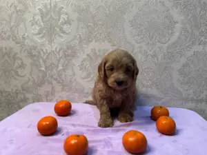Щенки кавапу мальчики и девочки доставка