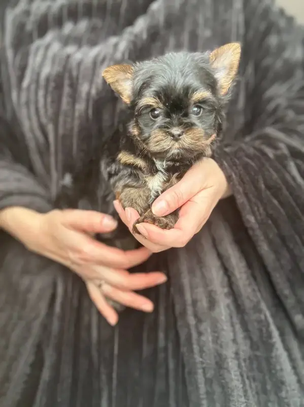 Собаки - Щенки йрка и бивер-йорк доставка по рб - Вся Беларусь Щенки йрка и бивер-йорк доставка по рб - Вся Беларусь - 238575 - Доска объявлений Kupika.by