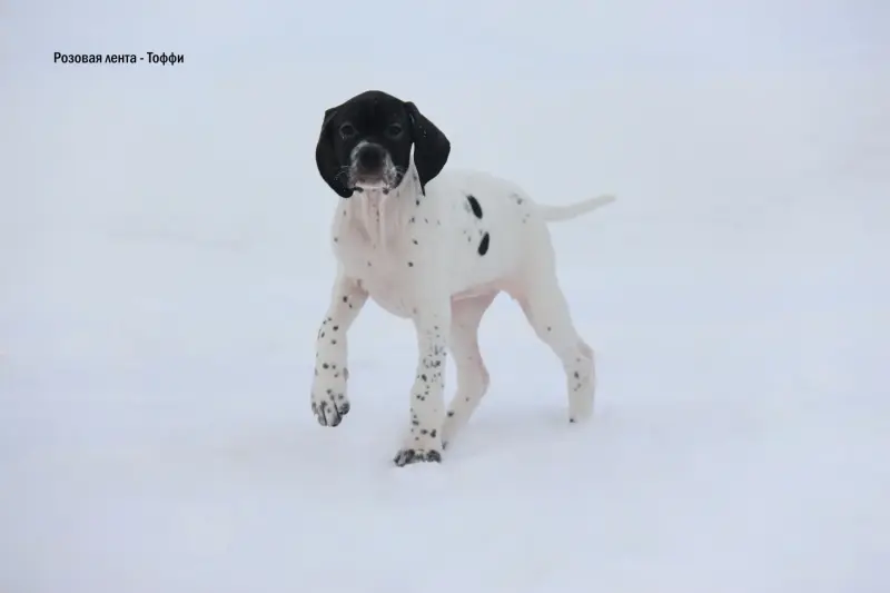 Щенки Английского пойнтера - Вся Беларусь - 239207 - Доска объявлений Kupika.by - Фото 4