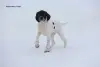 Щенки Английского пойнтера - Вся Беларусь - 239207 - Доска объявлений Kupika.by - Фото 4