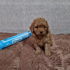 Щенки кавапу мальтипу Пушон Помапу пудель доставка по Беларуси