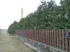 Саженцы, рассада - Туя Брабант - Наровля Туя Брабант - Наровля - 241934 - Доска объявлений Kupika.by