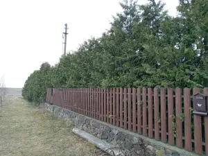 Туя Брабант