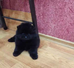 Мальчики померанского шпица